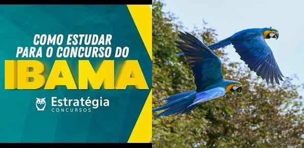 Estratégia concursos.